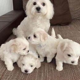 Maltese from James' Maltese Puppies