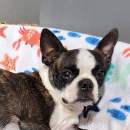 Bonnie - Boston Terrier