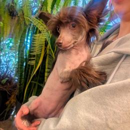 DaoDog Leeloo Dallas Multipass - Chocolate female Chinese Crested puppy in Highland Park, Michigan from Family Kennel Dao Dog