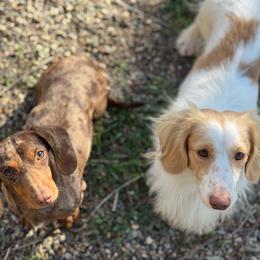 Dachshund puppies from Cuddles n Curls