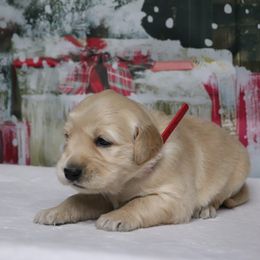Bunny - Golden female Golden Retriever puppy in Great Falls, Montana from VS Golden Fields