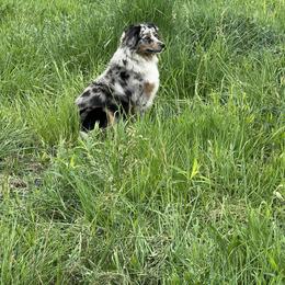 Miniature Australian Shepherds from Sunset Cowgirl Mini Aussies
