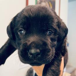Molly - Black female Labrador Retriever puppy in Arlington, Iowa from Uncle Bucks Labrador Retrievers