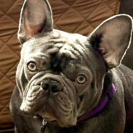 Zoey - French Bulldog