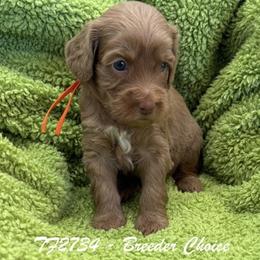 TF2734 - - Caramel female Australian Labradoodle puppy in Easley, South Carolina from Royal Diamond Australian Labradoodles