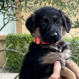 Girl 1 - Pick of the LItter Female - German Shepherd puppy from Central Coast German Shepherds