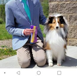 Norton - Shetland Sheepdog