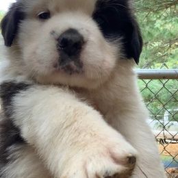 Saint Bernard Puppies from Fletchers Saints
