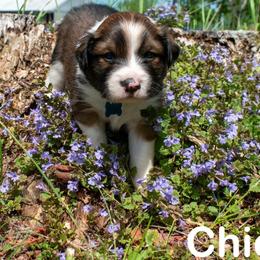 Chief - male Sporty Mix puppy in Richland, Michigan from Seay's Sporty Mixes