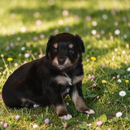 Rowan - male Toy Australian Shepherd puppy in Delta, Colorado from SATA Kennels