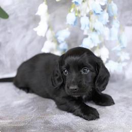 Toji - Dachshund