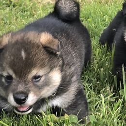Shiba Inu from Muddy Rock Farm