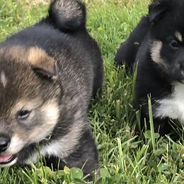 Shiba Inu from Muddy Rock Farm