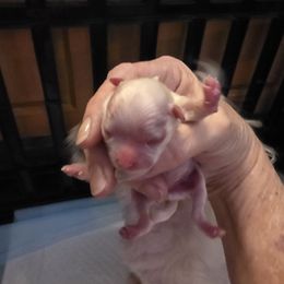 Orange - White male Maltese puppy in Wittmann, Arizona from Marlees Puppies 1