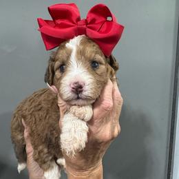 Red - Red female Bernedoodle puppy in Petersburg, Michigan from Brittany’s Mini Bernedoodles