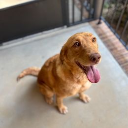 Heidi - Red female Labradoodle puppy in Travelers Rest, South Carolina from Doodles of Love Labradoodles