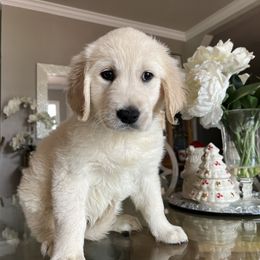 Girl 3 - Golden Retriever puppy from Golden Hearts Ranch English Cream Retrievers