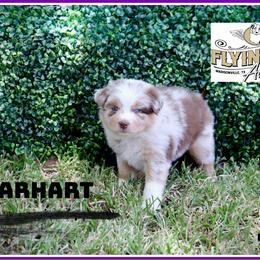 Earhart - Red merle female Miniature Australian Shepherd puppy in Madisonville, Texas from Flying LL Aussies