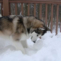 Alaskan Malamutes from Jamie Minchew's Alaskan Malamutes