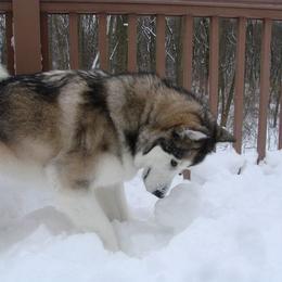 Alaskan Malamutes from Jamie Minchew's Alaskan Malamutes