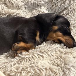 Dolly - Black and tan female Dachshund puppy in Benson, North Carolina from Down South Dachshunds