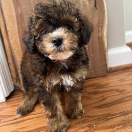 Cockapoo and Goldendoodle Puppies from Bright and Beautiful Cockapoos and Doodles