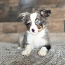 Camo - Blue merle male Toy Australian Shepherd puppy in Killen, Alabama from Wilkers Wholehearted Mini Aussies