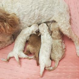 Lil Biscuit Small Mini Poodle Raised in Home - Cream male Poodle puppy in Falcon, Missouri from Cedar House Heritage Poodles | AKC Toy & Miniature Poodle Puppies Raised in Home