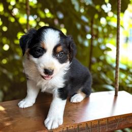 Echo - Black tri-color male Australian Shepherd puppy in Statesville, North Carolina from Charming Australian Shepherds