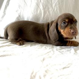 Lorriane - Chocolate and tan female Dachshund puppy in Silver Springs, Florida from DeMarsh's Dachshunds