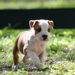 Boy 1 - Red male American Staffordshire Terrier puppy in St. Augustine, Florida from LBK & Ancient City