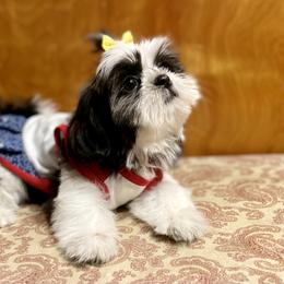 Shih Tzu Puppies from Amanda's Shih Tzu