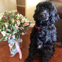 Portuguese Water Dog All Grown Up from Rustyco/Cayenne