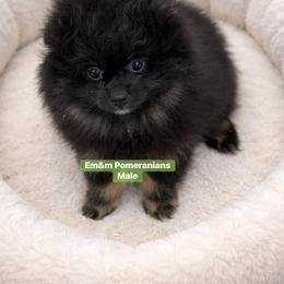 Black and tan - Black and tan male Pomeranian puppy in Kentucky from Em&M Pomeranians
