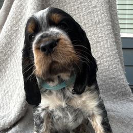 Boy 3 - male English Springer Spaniel puppy in Fort Collins, Colorado from Indy Star Springers