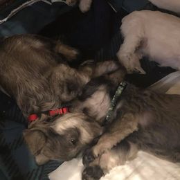 Miniature Schnauzers from Sentelle Schnauzers