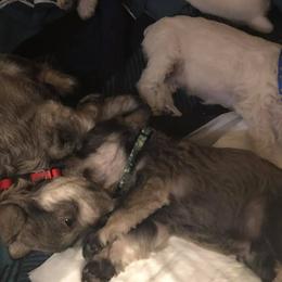 Miniature Schnauzers from Sentelle Schnauzers