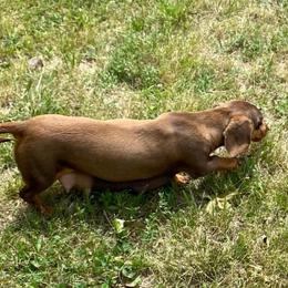 Sunny - Dachshund