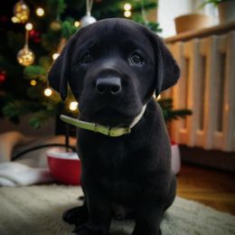 Inigo Montoya - Grey Collar - Black male Labrador Retriever puppy in Cocoa, Florida from Harrison's Lakeside Labradors LLC