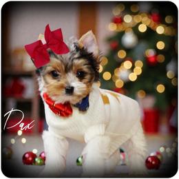 AKC Parti Yorkie Dax - Parti male Yorkshire Terrier puppy in Warren, Michigan from Danielle's Yorkie & Shih Tzu Babies