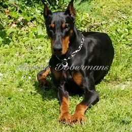 Doberman Pinscher puppies from Stalaris Dobermans
