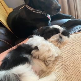 Newfoundland and Shih Tzu Puppies from Grand Meadow Newfoundlands