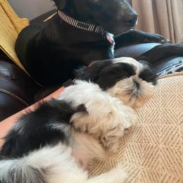 Newfoundland and Shih Tzu Puppies from Grand Meadow Newfoundlands