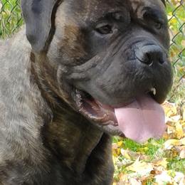 Bullmastiffs from Blue Moon Bullmastiffs