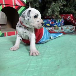 Red collar boy - White and black male Dalmatian puppy in Wilson, North Carolina from New Horizonz Dalmatians