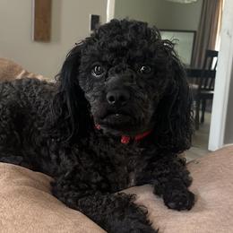 Tiger - Poodle