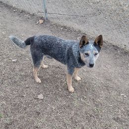 Australian Cattle Dog puppies from Fun Size Heelers