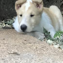 Collie Puppies from Castlebar Collies