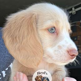 Pegasus - Cream male Dachshund puppy in Hoquiam, Washington from Heyd's Mini Dachshunds