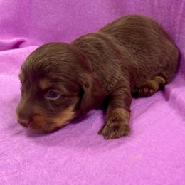 Lilly's Female 2 - Chocolate and tan female Dachshund puppy in Rattan, Oklahoma from Burgett’s Barnyard Dachshunds